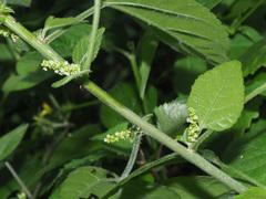 Acalypha glabrata