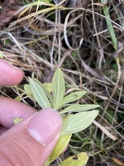Lithospermum officinale