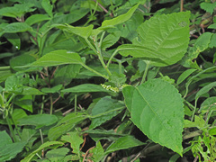 Acalypha glabrata