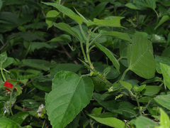 Acalypha glabrata