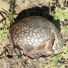 Calvatia fragilis