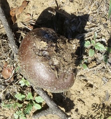 Calvatia fragilis