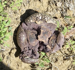 Calvatia fragilis