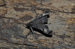Noctuidae
