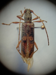 Cotyachryson sulcicorne
