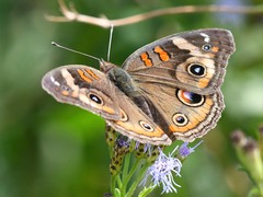 Junonia stemosa