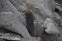 Loxanthocereus xylorhizus