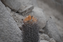 Loxanthocereus xylorhizus