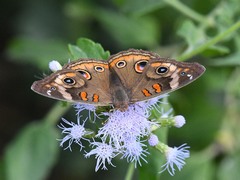 Junonia stemosa