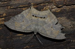 Psamathia placidaria