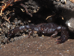 Opisthacanthus validus