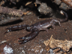 Opisthacanthus validus