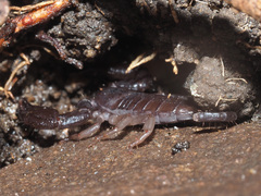 Opisthacanthus validus