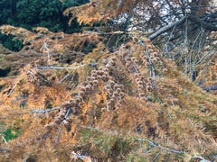 Pseudolarix amabilis