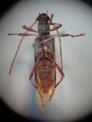 Cotyachryson sulcicorne