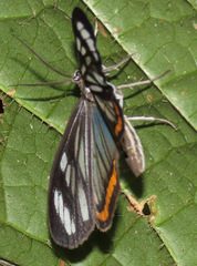 Dioptis fatima