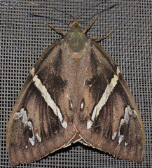 Eupalamides boliviensis