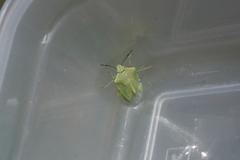 Thyanta pallidovirens