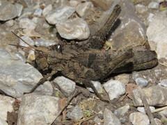Xyleus discoideus