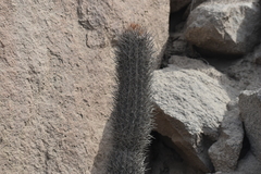 Loxanthocereus xylorhizus
