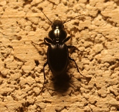Cyclotrachelus
