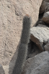 Loxanthocereus xylorhizus