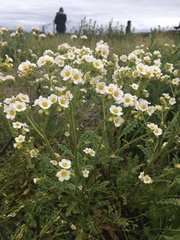 Phacelia brachyloba