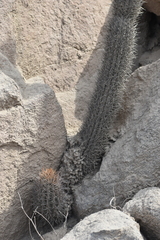 Loxanthocereus xylorhizus