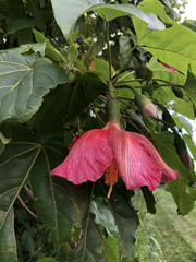 Thespesia grandiflora