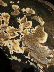 Byssomerulius corium