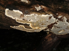 Byssomerulius corium