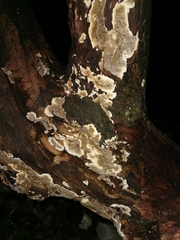 Byssomerulius corium
