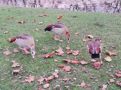 Alopochen aegyptiaca