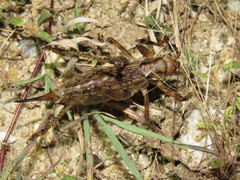 Ancistrocercus circumdatus