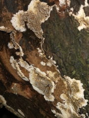 Byssomerulius corium