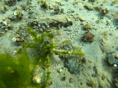 Eurypodius longirostris