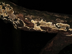 Byssomerulius corium