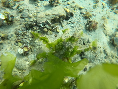 Eurypodius longirostris