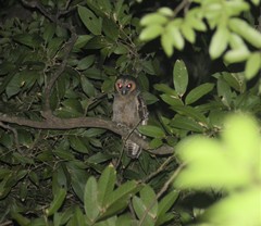 Strix leptogrammica