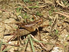 Ancistrocercus circumdatus