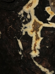 Byssomerulius corium