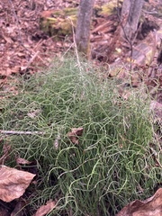 Equisetum scirpoides
