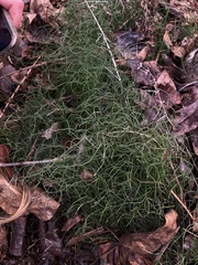 Equisetum scirpoides