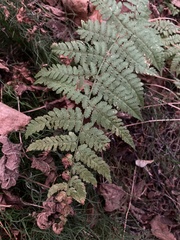 Dryopteris