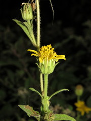 Simsia foetida