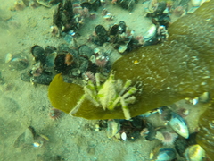 Eurypodius longirostris