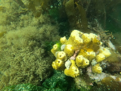 Mycale magellanica