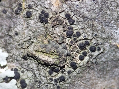 Amandinea dakotensis