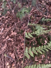 Dryopteris