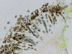 Amandinea dakotensis